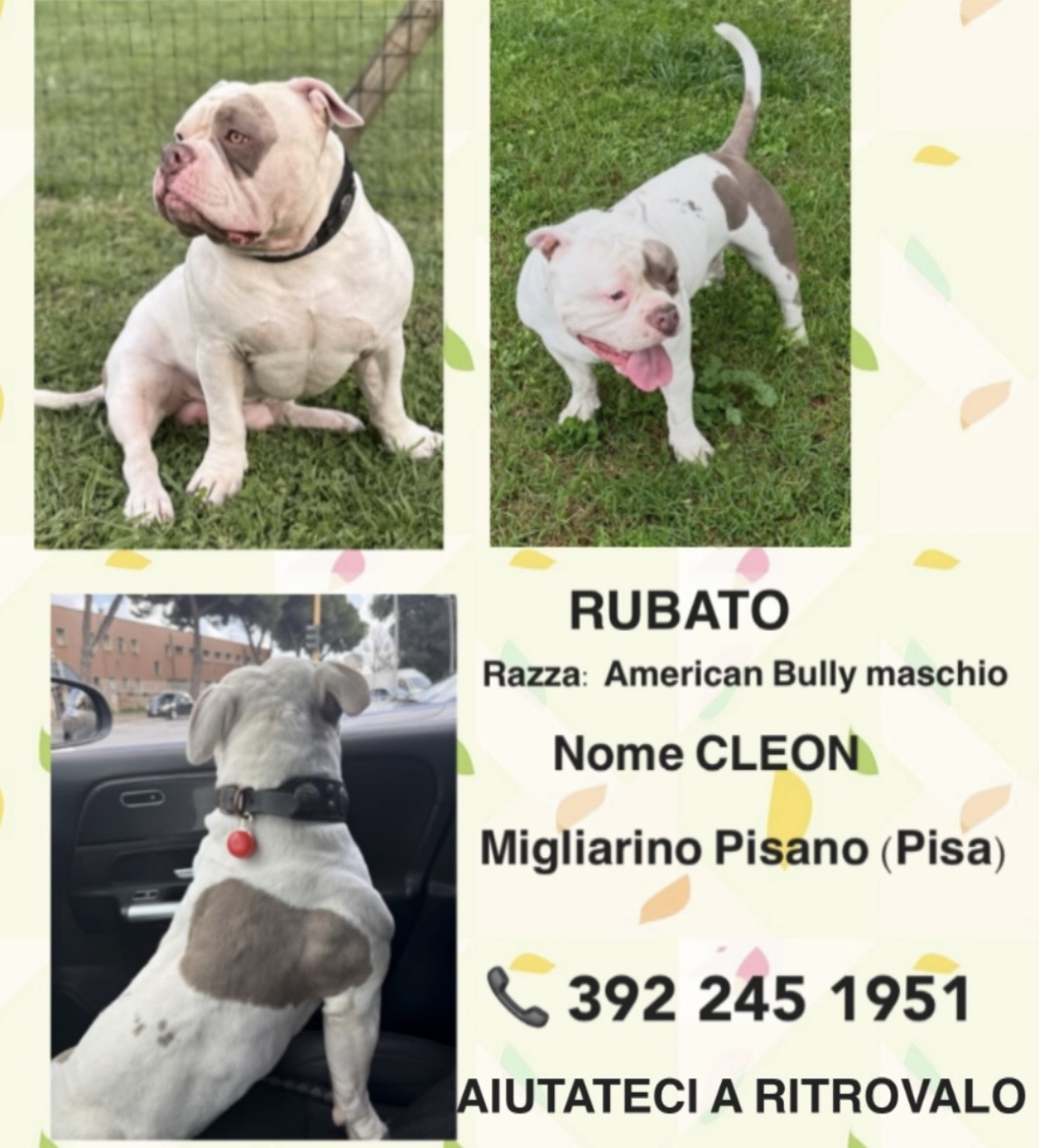 Cane rubato a Migliarino Pisano (Pisa) il 26 marzo 2026. Fatta denuncia Stazione CC Migliarino Pisano Prot. Verbale PICS392026