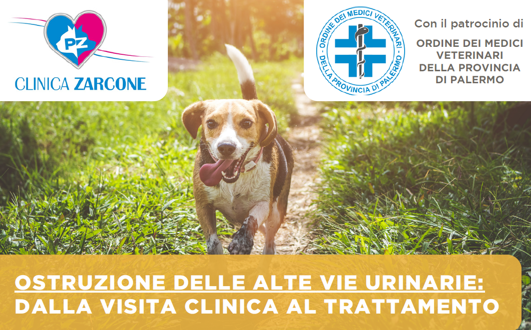 Ostruzione delle alte vie urinarie: dalla visita clinica al trattamento